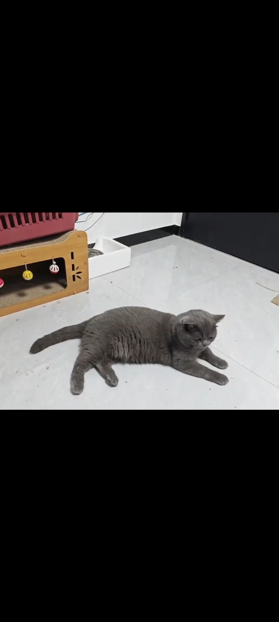 【急出！蓝猫找新家】可爱的蓝猫，因为搬家无法照顾，给它找个有爱心的新主人